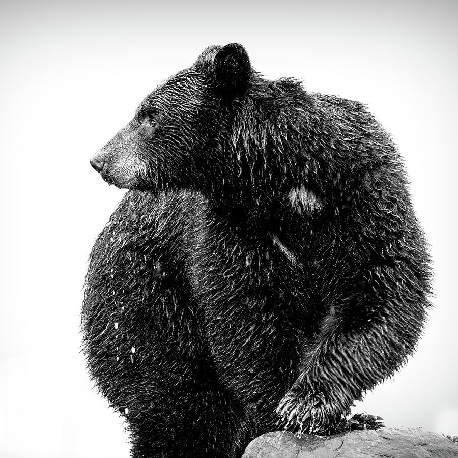 Close profile portrait of an Alaska black bear in black and white by Dan Sproul